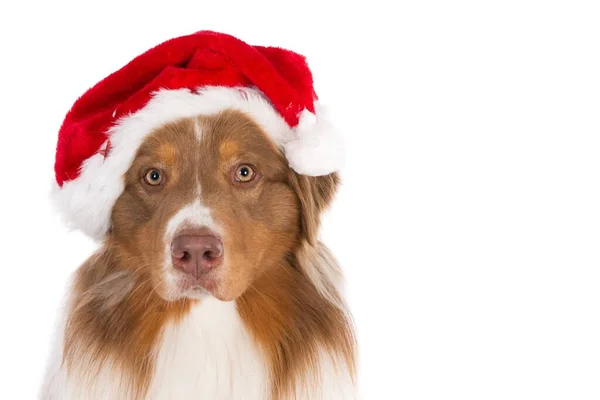 Eine Nahaufnahme Einer Niedlichen Nova Scotia Duck Tolling Retriever Isoliert — Stockfoto