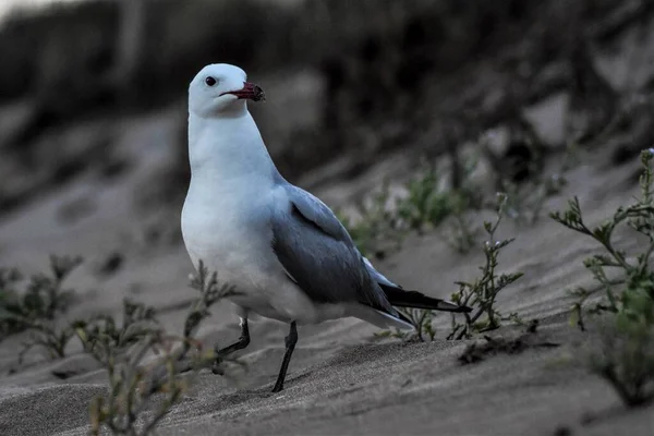 Gros Plan Goéland Bec Rouge Marchant Sur Sable Jour Avec — Photo