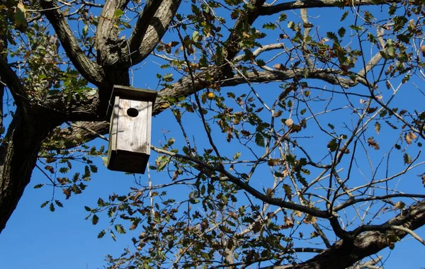 木にぶら下がっている木の巣の低角度ショット — ストック写真