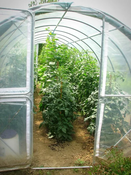 Ett Litet Växthus Trädgård Med Gurkväxter — Stockfoto
