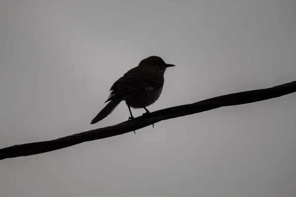 Tel Üzerinde Oturan Bir Kuşun Alçak Açılı Görüntüsü — Stok fotoğraf