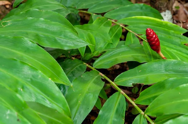 Sebuah Gambar Close Seup Indah Tropis Merah Bunga Tunggal Dari — Stok Foto