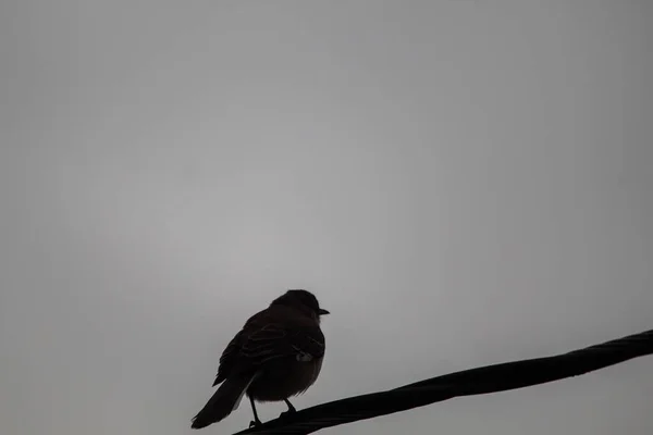 Ein Niedriger Winkel Von Einem Vogel Der Auf Einem Draht — Stockfoto