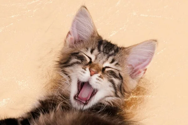 Closeup Shot Cute Fluffy Kitten Yawning While Lying Floor — Stock Photo, Image