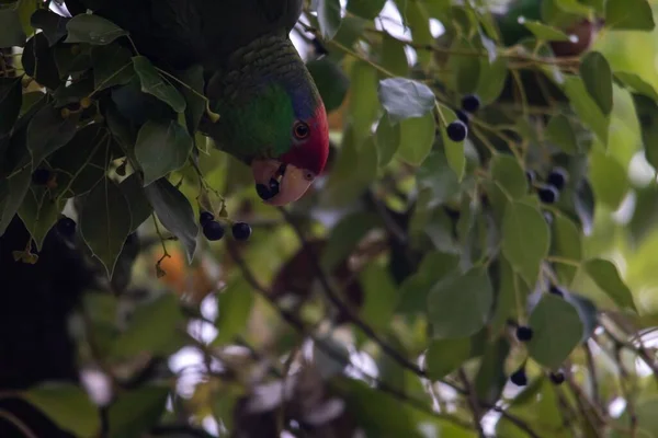 在树枝上吃浆果的绿鹦鹉 — 图库照片