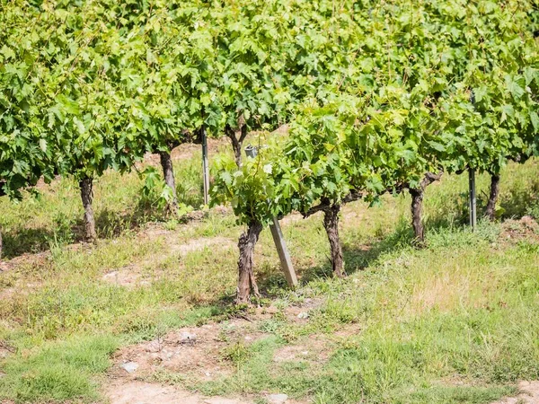 Eine Wunderschöne Landschaft Von Weinbergen Rioja Spanien Bei Tag — Stockfoto