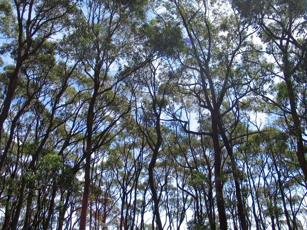 Parque Natural Nova Zelândia Ilha Norte — Fotografia de Stock