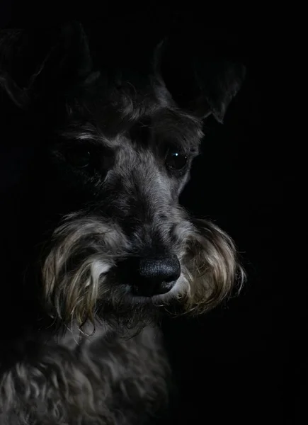一个可爱的迷你Schnauzer的肖像在黑色背景的灯光下 — 图库照片