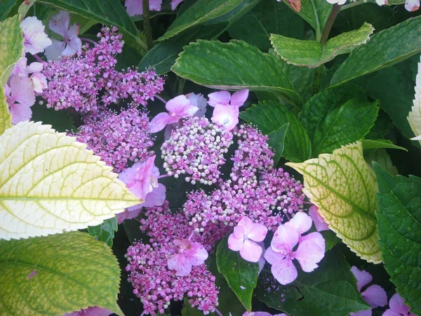 Gros Plan Hortensia Rose Double Fleur Hortensia Macrophylla Fleurs Dans — Photo