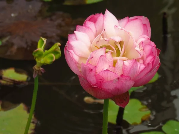 Primer Plano Hermoso Loto Rosa Florecido — Foto de Stock