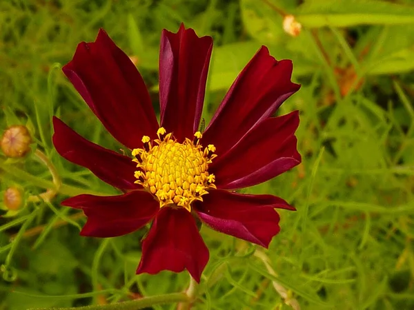 Eine Selektive Fokusaufnahme Der Roten Kosmos Blume — Stockfoto