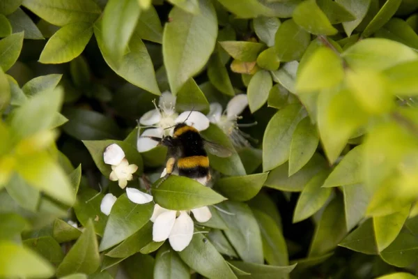 Селективный Снимок Пчелы Сидящей Листе Зелени — стоковое фото