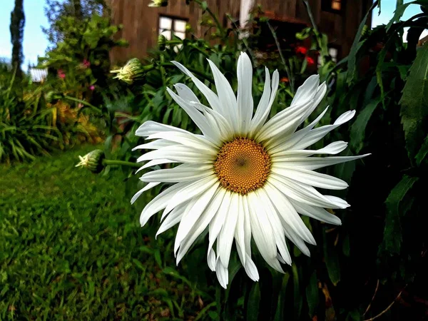 Single White Daisy Greenery Background — Stock Photo, Image