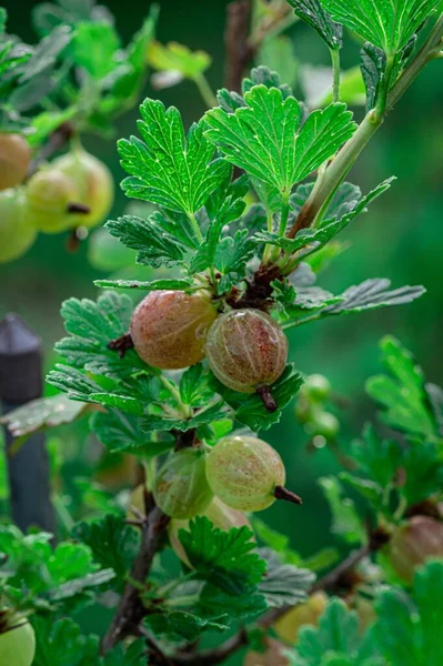 Ein Vertikaler Schuss Frischer Stachelbeeren Stiel Mit Kleinen Blättern Die — Stockfoto