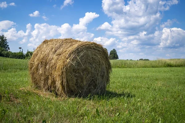 Foin Herbe Dans Une Terre Herbeuse Verte Avec Des Arbres — Photo