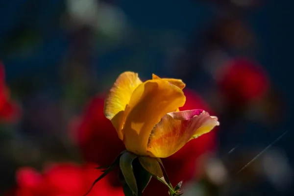 Closeup Shot Yellow Rose Blurred Background — Stock Photo, Image