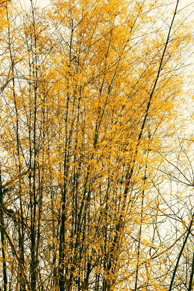 Uma Imagem Vertical Árvores Outono Amarelas Contra Fundo Branco — Fotografia de Stock