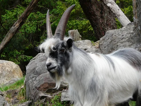 Słodka Puszysta Biała Czarna Koza Długimi Ostrymi Rogami Zoo — Zdjęcie stockowe