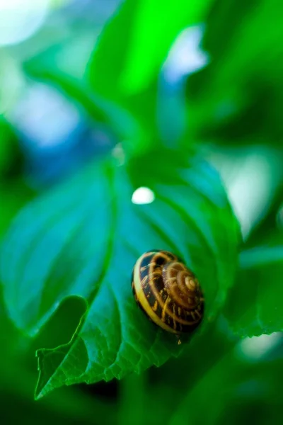 Close Shot Black Yellow Snail Vibrant Green Leaf — Stock Photo, Image