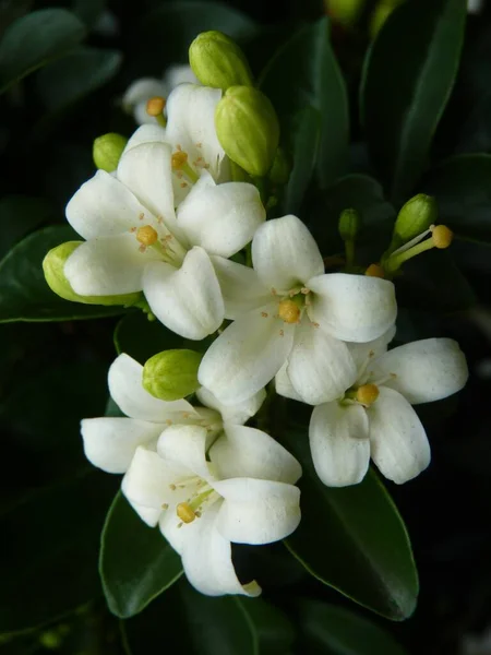 Vertical Closeup Shot Blooming White Flowers Greenery Daytime — Stock Photo, Image