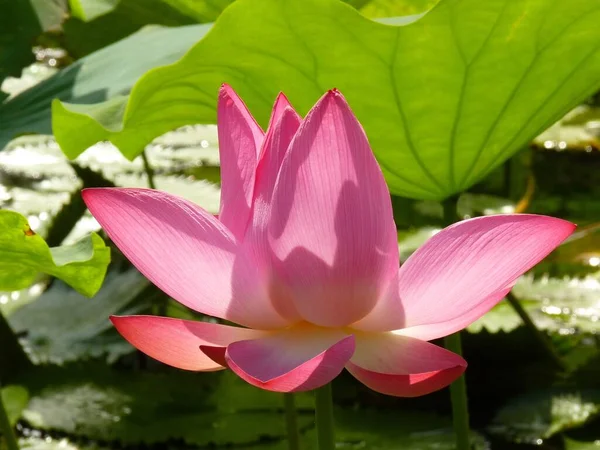 Sebuah Gambar Close Dari Bunga Lotus Suci Kolam — Stok Foto