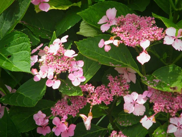 Närbild Bild Dubbelblommiga Rosa Hortensia Hydrangea Macrophylla Blommor Trädgård — Stockfoto