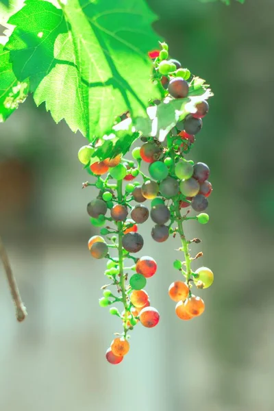 Vertical Shallow Focus Grapevine Partly Riped Fruits — Stock Photo, Image