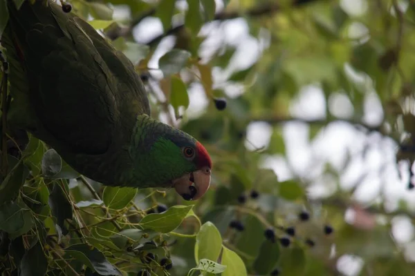 Egy Zöld Papagáj Bogyókat Eszik Egy Faágon — Stock Fotó