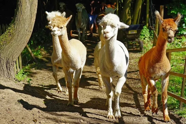 Een Close Shot Van Alpaca Een Landbouwgrond — Stockfoto