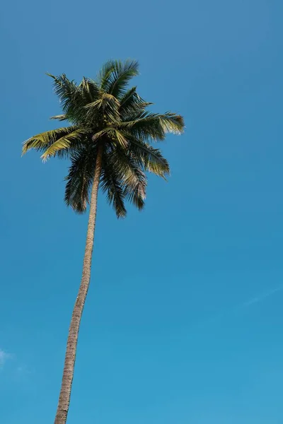 Eine Vertikale Flache Aufnahme Von Kokospalmen Vor Blauem Hintergrund — Stockfoto