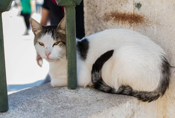 회색등 색상과 고양이의 — 스톡 사진