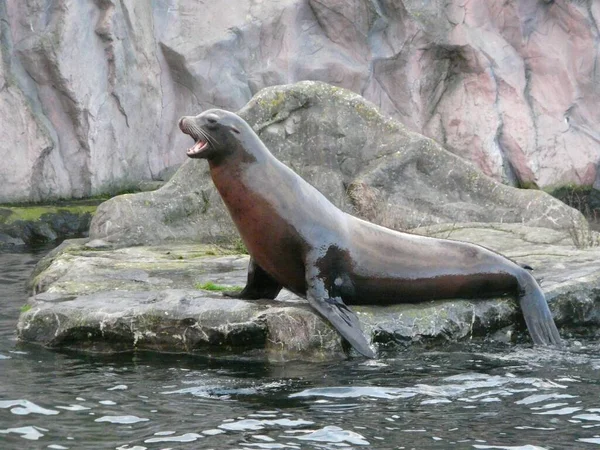 Rozkošný Lev Skalách Zoo — Stock fotografie