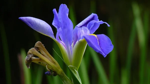 Horizontální Záběr Modré Duhovky Květiny Rozmazaném Zeleni Pozadí — Stock fotografie