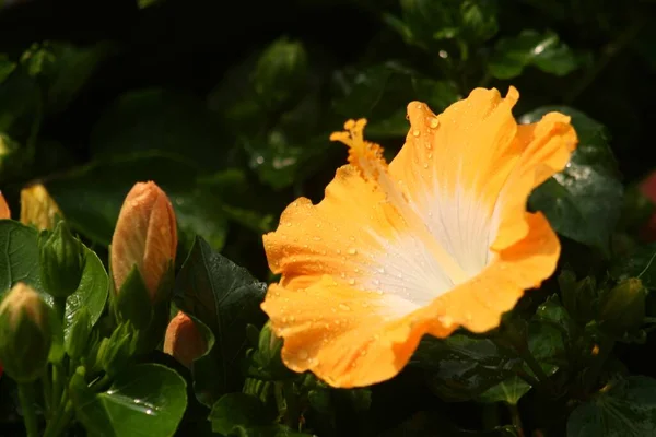 Een Close Shot Van Chinese Hibiscus Bloemen — Stockfoto