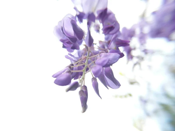 자주색 테리아 꽃봉오리 — 스톡 사진