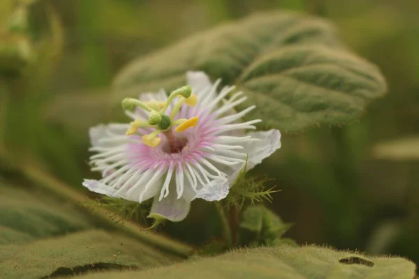 Uma Foto Macro Uma Passiflora Foetida Flor Paixão Fedorenta Cercada — Fotografia de Stock