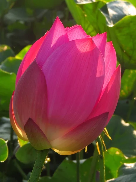 Tiro Vertical Uma Flor Lótus Rosa Florescendo Vegetação Durante Dia — Fotografia de Stock