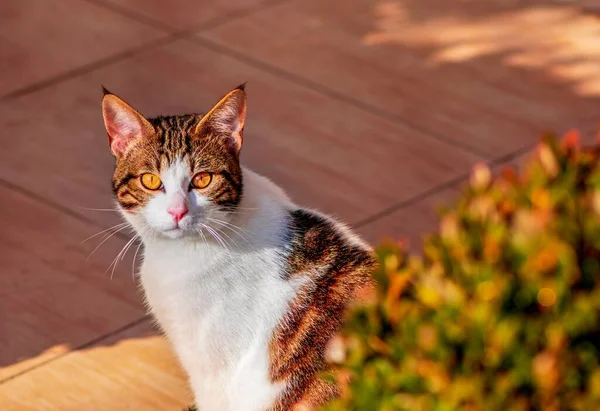 Tiro Close Gato Marrom Branco Com Plantas Primeiro Plano — Fotografia de Stock