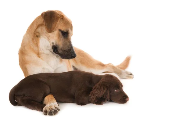 拉布拉多猎犬和田纳西州拉布拉多猎犬的特写镜头 其背景为白色的友谊概念 — 图库照片
