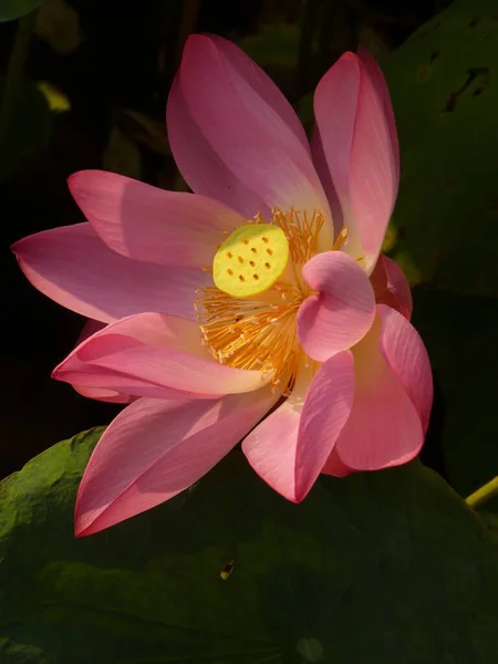 Vertical Closeup Shot Beautiful Pink Lotus Flower Greenery Background Breeze — Stock Photo, Image