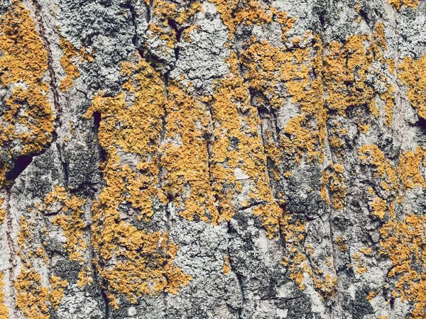 Detailní Záběr Žlutého Lišejníku Kůře Stromu — Stock fotografie