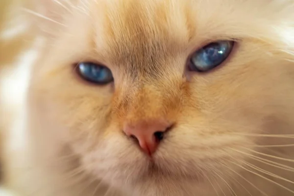 一只在灯光下长着蓝眼睛的可爱的白色家猫的特写 — 图库照片