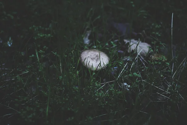 在草地上拍了一张白色蘑菇的特写照片 — 图库照片