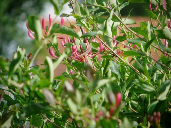 Primo Piano Boccioli Caprifoglio Rosa Fiori Giardino Sfondo Sfocato Lonicera — Foto Stock