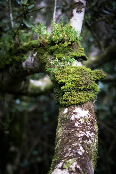 Tiro Vertical Árbol Con Musgo Bosque —  Fotos de Stock