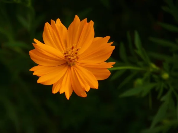 Primer Plano Una Flor Cosmos Naranja Floreciente Campo Durante Día —  Fotos de Stock
