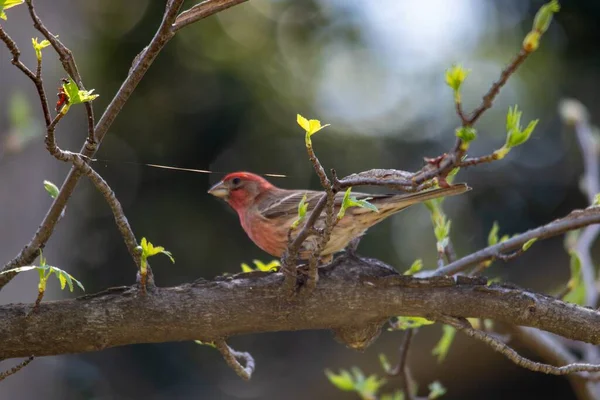 Closeup Shot Bird Sitting Tree Branch — Stock Photo, Image