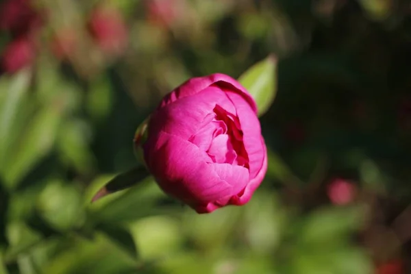 Zbliżenie Ujęcie Pięknego Niekwitnącego Różowego Piwonia Rosnącego Ogrodzie — Zdjęcie stockowe