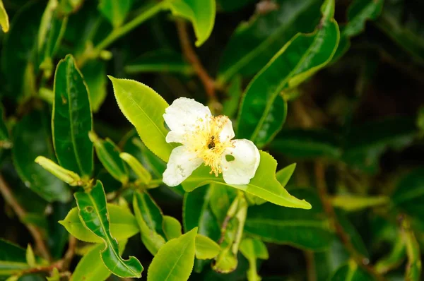 Närbild Vit Blomma Som Växer Trädgren — Stockfoto