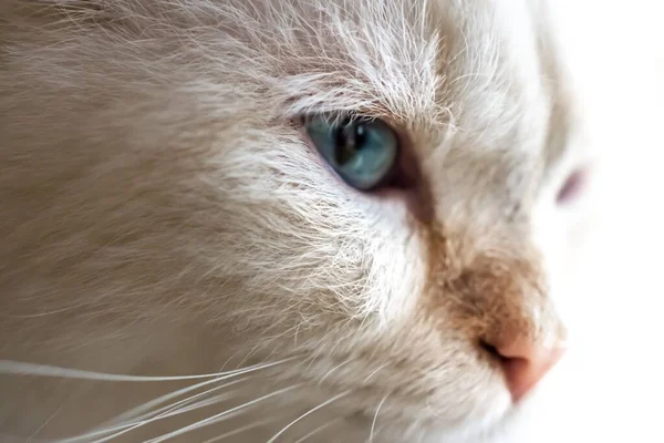 Close Gato Doméstico Branco Adorável Com Olhos Azuis Sob Luzes — Fotografia de Stock